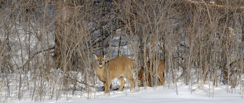 two white-tailed deer browse on the edge of a forest in the winter.