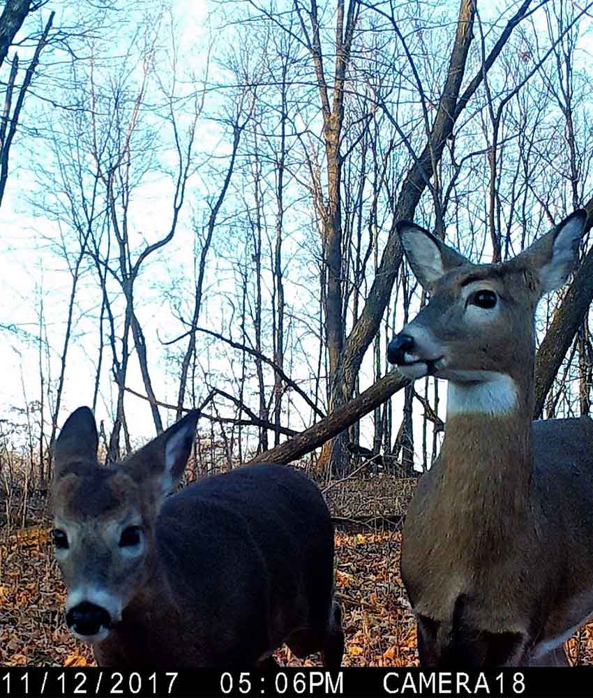 two white-tailed deer up close