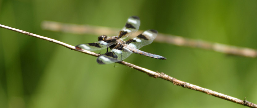 twelve-spotted skimmer on a twig