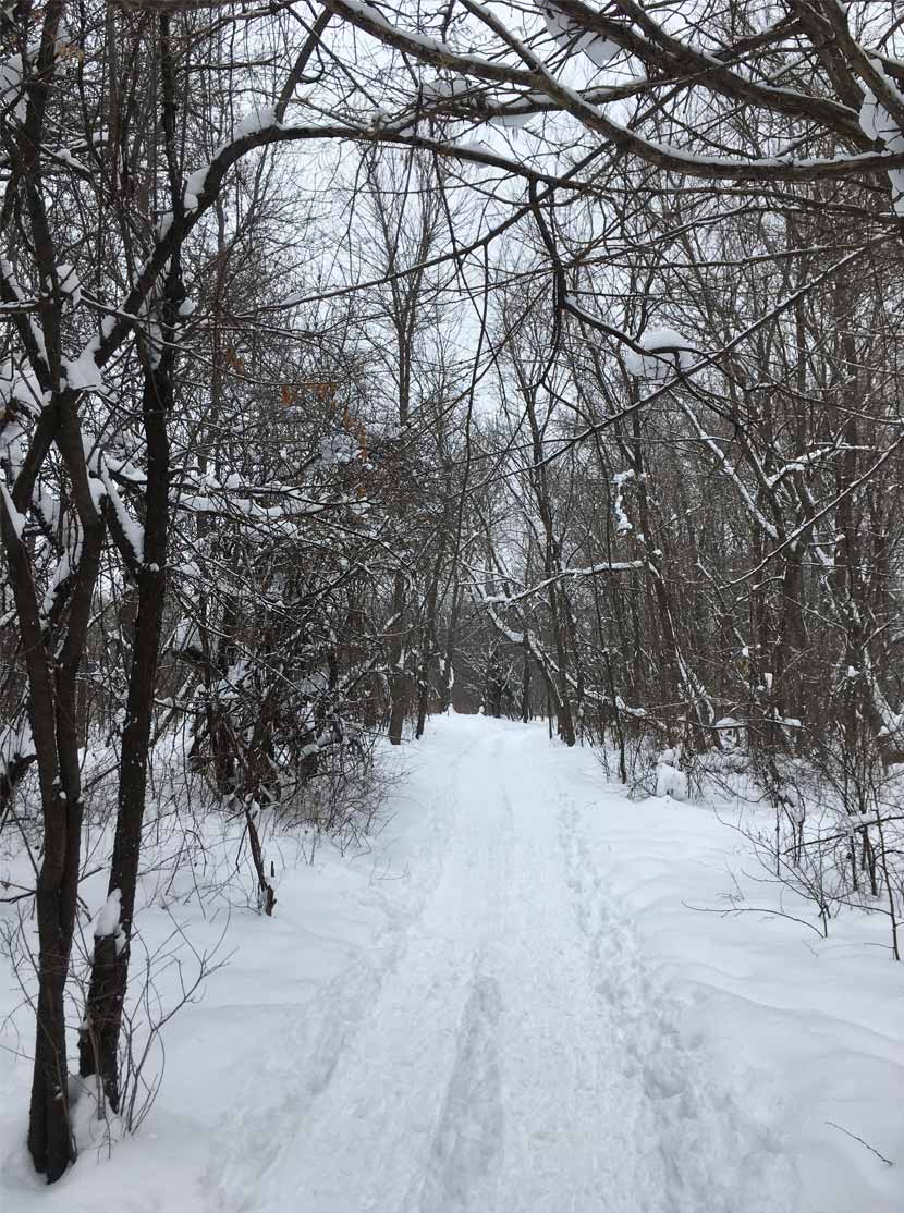 A snowy trail with freshly packed tracks cuts through dense woods at Elm Creek Park Reserve.
