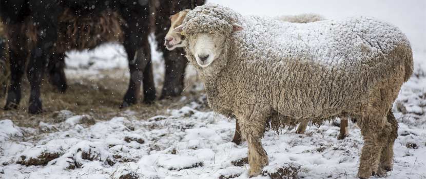 sheep standing in the snow while it's snowing.