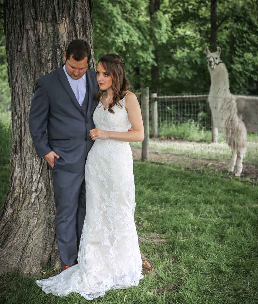 wedding couple standing by a tree with a llama in the background