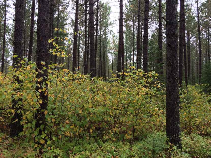 Yellowing hazelnut shrubs grown under a red pine forest.