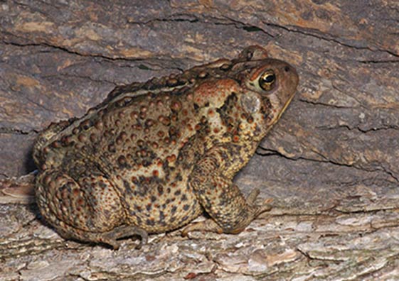 A toad sits on a rock.