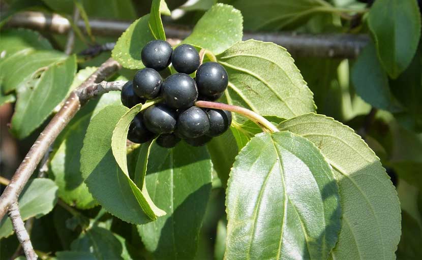 A buckthorn plant with dark blue berries. 