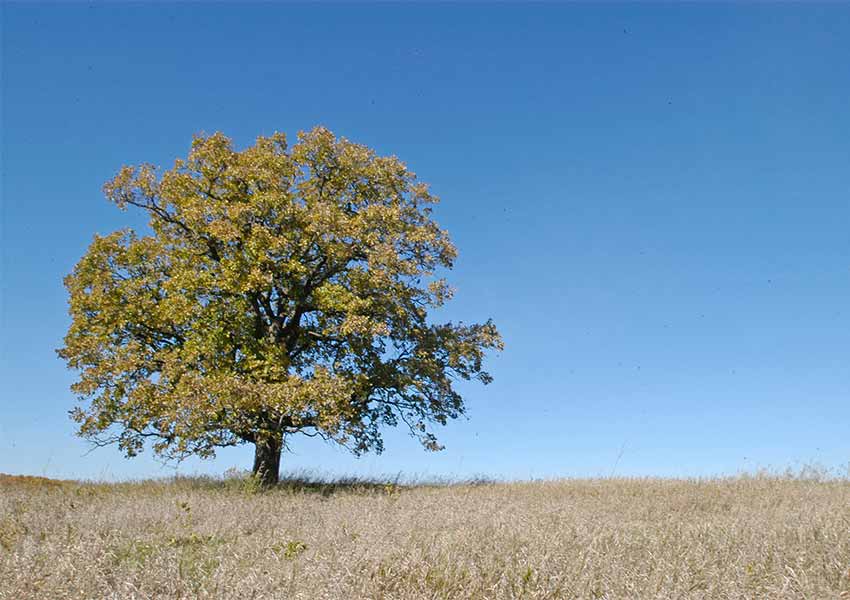 oak tree on a prairie