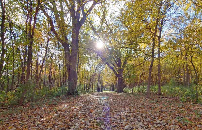 The sun shines through the trees on a wooded trail in the fall.