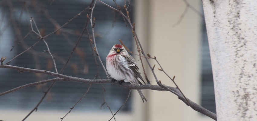 common redpoll sits on a branch