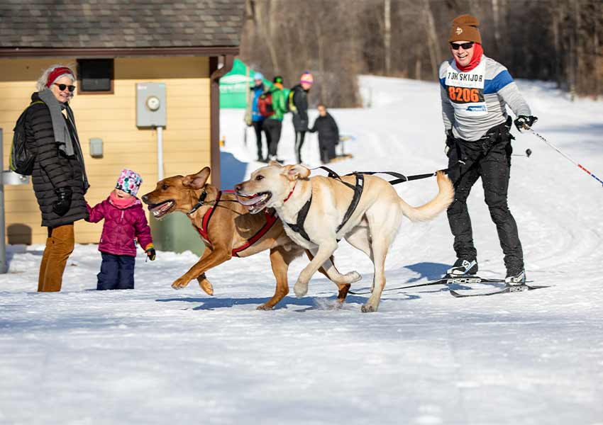 A skijorer with two dogs is racing around a corner as a woman and young child stand in the back and watch.