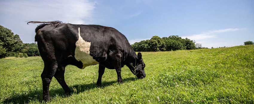galloway cow grazing in grass pasture
