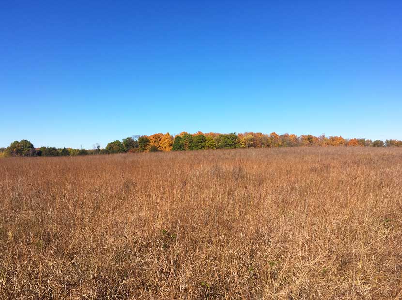 Golden prairie grasses stand tall in the fall against a wall of colorful oak trees.
