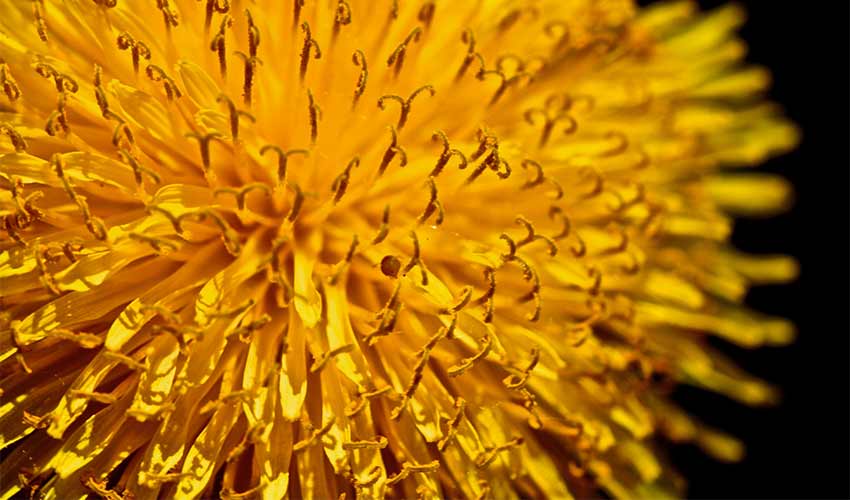 Close-up photo of a blooming golden dandelion.