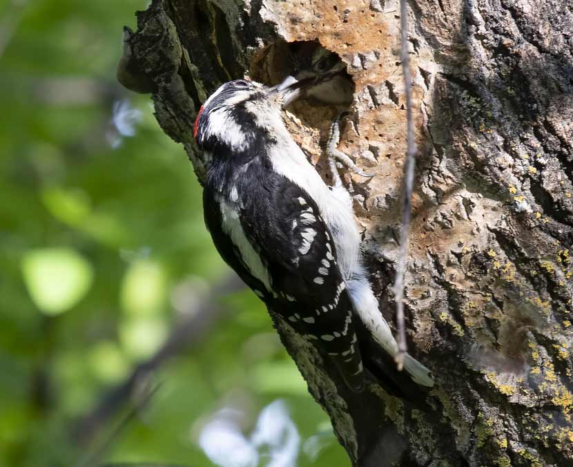 A downy woodpecker feeds a juvenile downy in it's nest in a tree cavity.