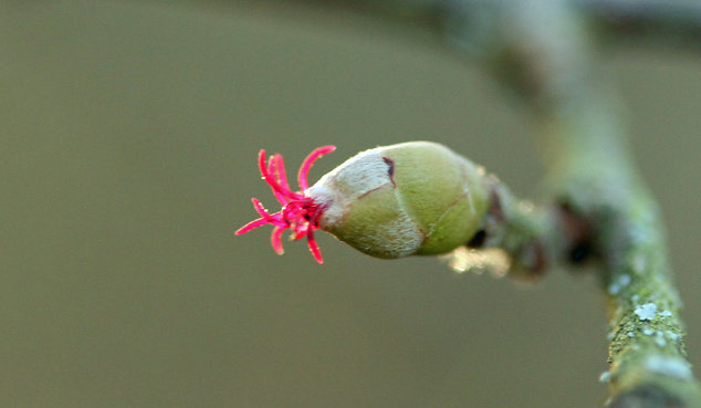 A small bud-like growth on a stem with a small pink flower growing from it.