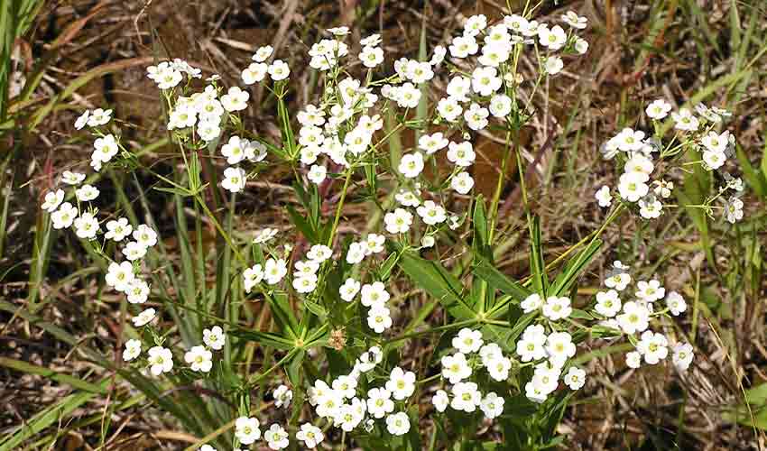 close up of white flowers of Flowering Spruge plant in a prairie