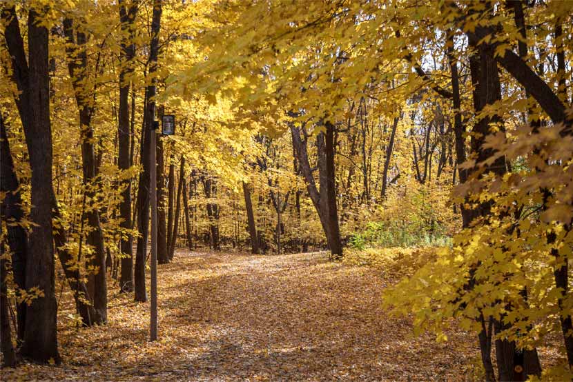 Trees along a wooded trail are yellow in fall.