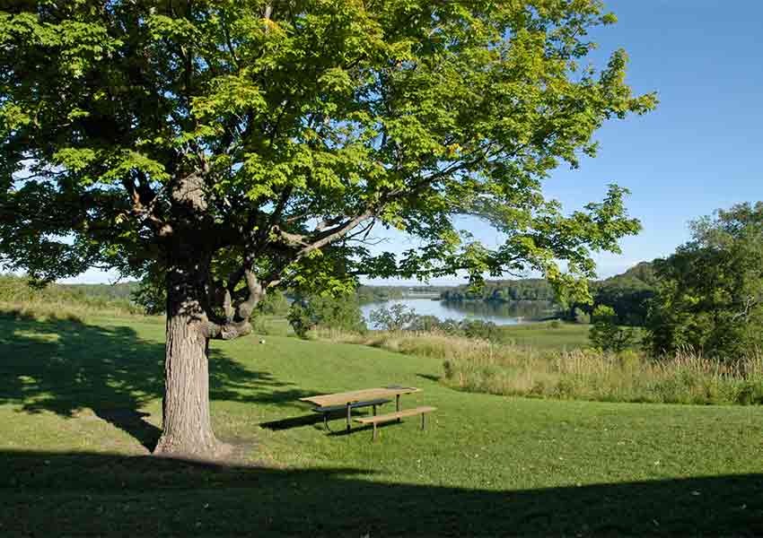 oak tree and picnic bench with a lake in the background