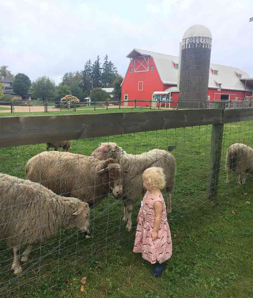 a young blond toddler petting sheep through a fence at Gale Woods Farm in Minnestrista