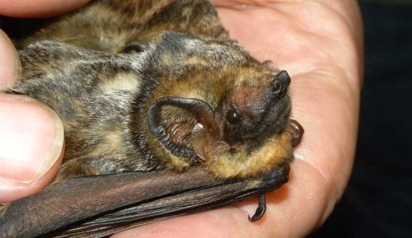 A person holds a small gray bat in their hands.