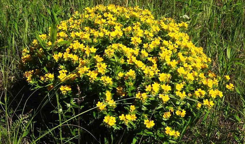 yellow flowering hoary puccoon plant