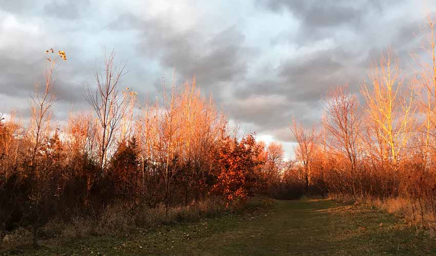 Trees around a grassy trail are tinted red during golden hour.