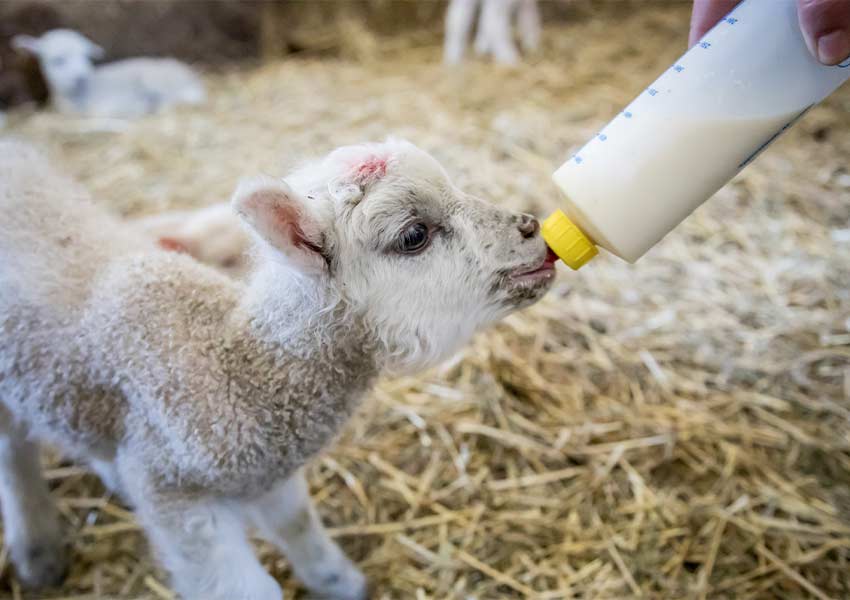 lamb with a bottle