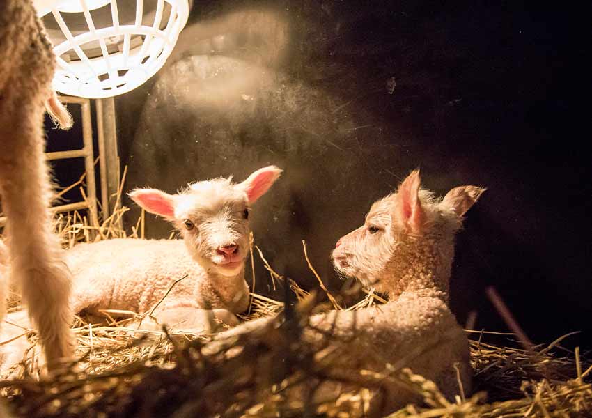 lambs in the hay under a heating lamp
