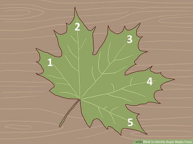 a diagram of a maple leaf showing it's five lobes. 