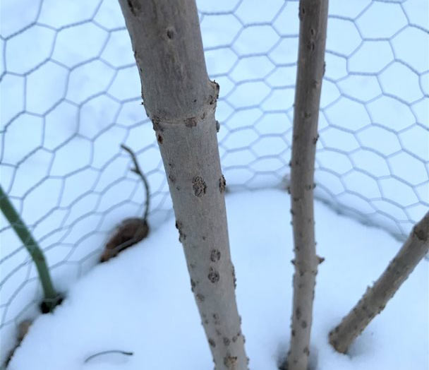 Lenticels can be easily seen on a common elderberry plant in the winter.