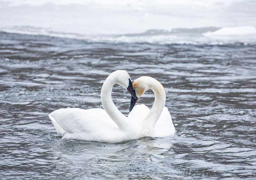two swans nuzzling each other