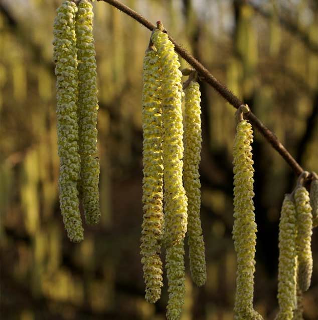 A cluster of hazelnut catkins hanging from a tree.