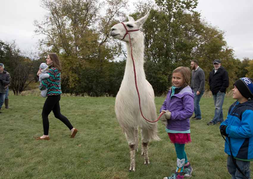 mardi the white llama in the center with a child holding his leash at gale woods farm in minnesota