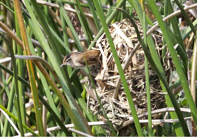 A marsh wren leans out of it's nest made of grasses.