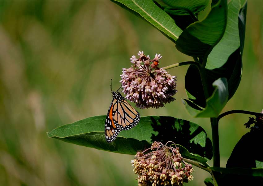 Monarch butterfly on a pinkish flower of a milkweed plant.