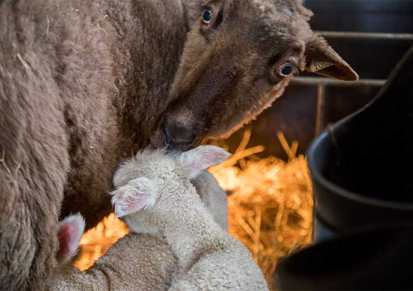 brown finnsheep licking her white lamb