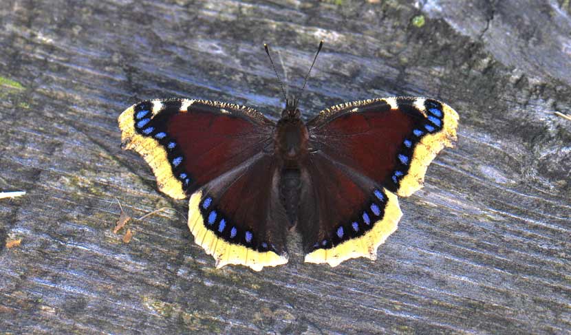 A morning cloak butterfly rests on a piece of wood with it's wings spread.