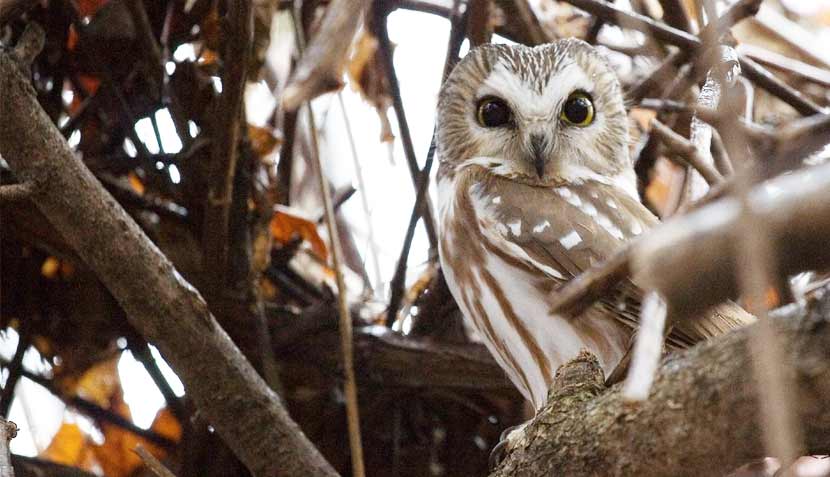 A small tan and white owl sits in a tree.