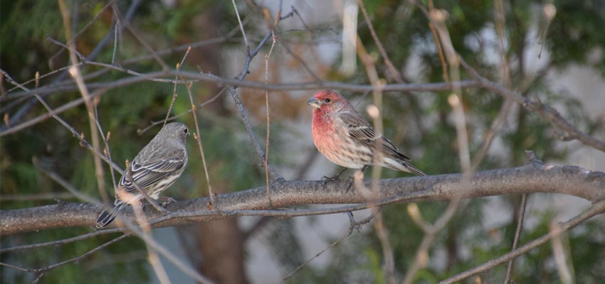 pair of house finches on a branch