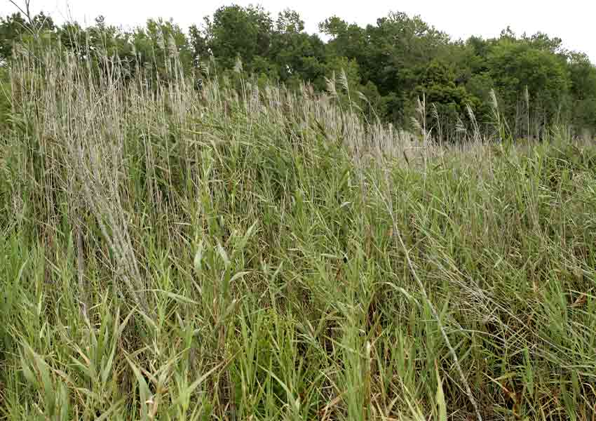 close-up of the feathery wetland invasive plant phragmites (common reeds) 