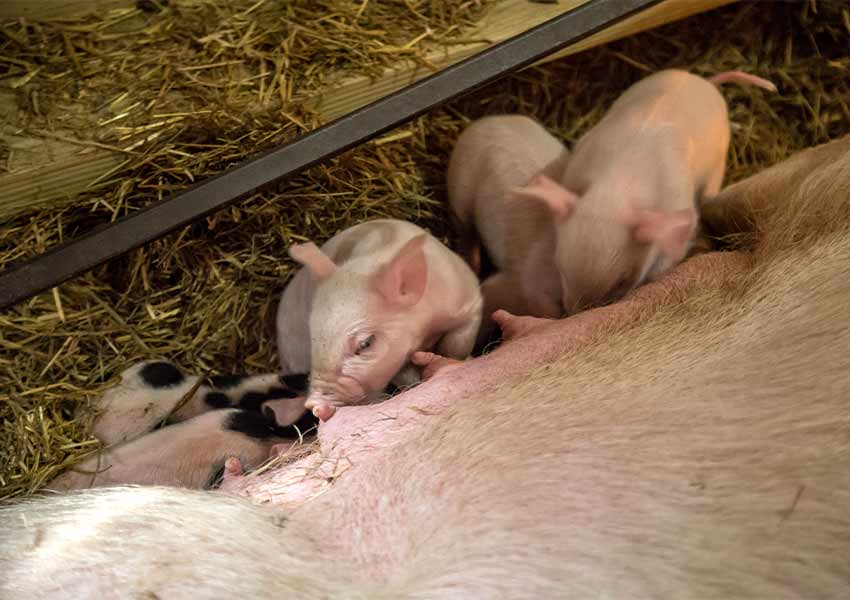 piglets suckling milk from their mother