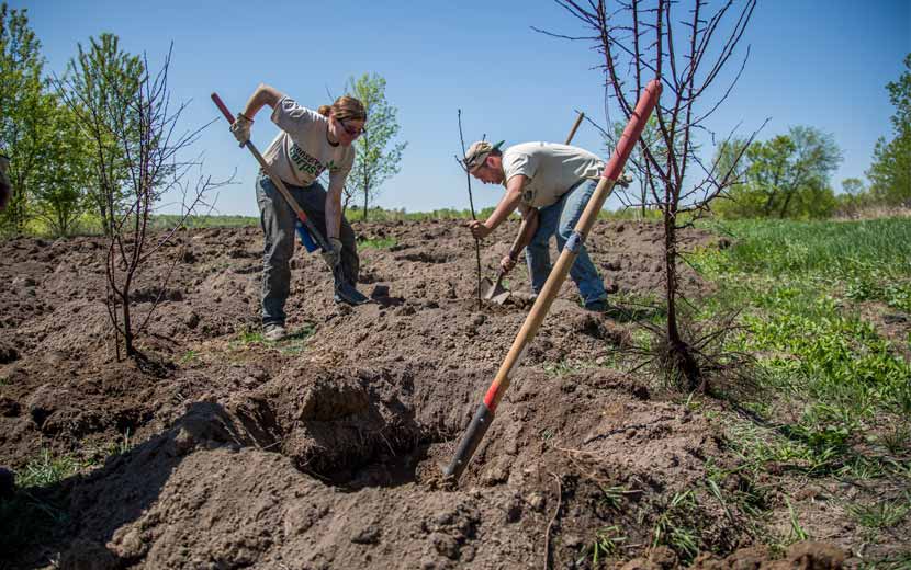 Members of Conservation Corps plant trees at Elm Creek Park Reserve in the spring.
