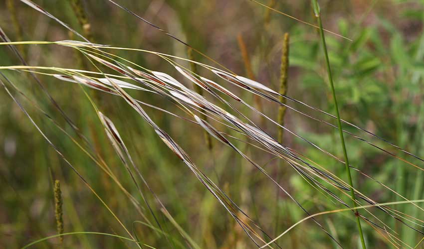 close up of Porcupine Grass