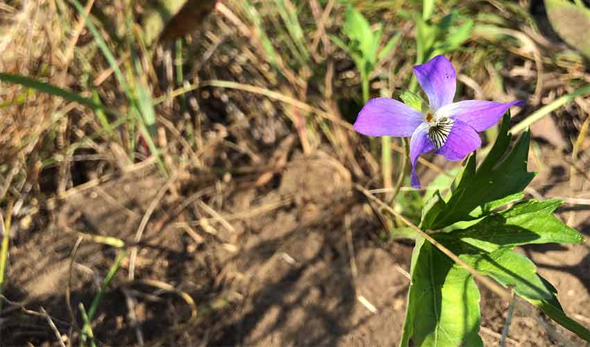 close up of a purple Prairie Violet flower