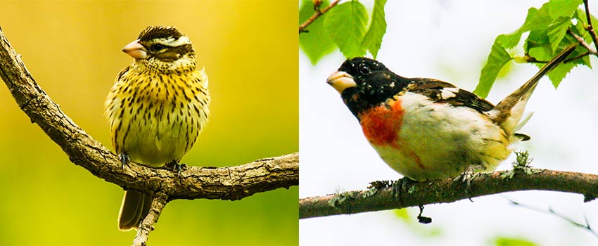 Female and male Rose-breasted grosbeak birds on branches. 