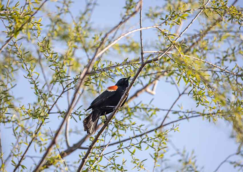 Red-winged blackbird sitting in a budding tree.