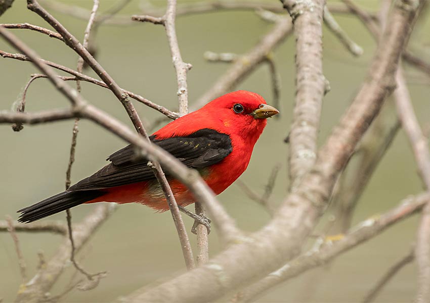 A Scarlet Tanager on a bare branch in Minnesota.