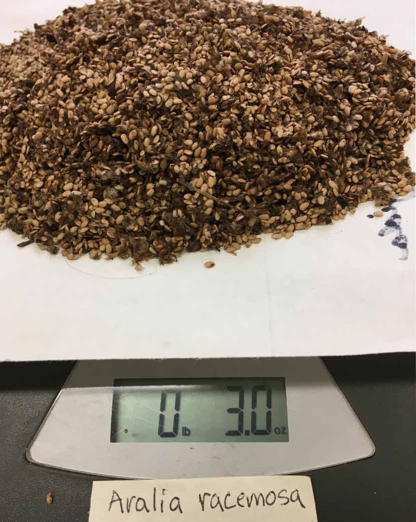 A pile of plant seeds is weighed on a scale.