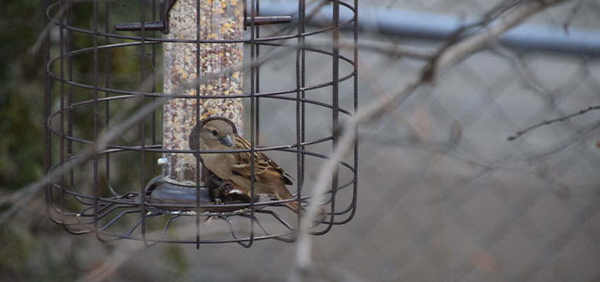 sparrow visiting a caged feeder