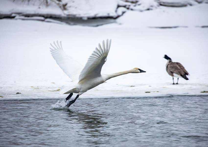 trumpeter swan taking flight