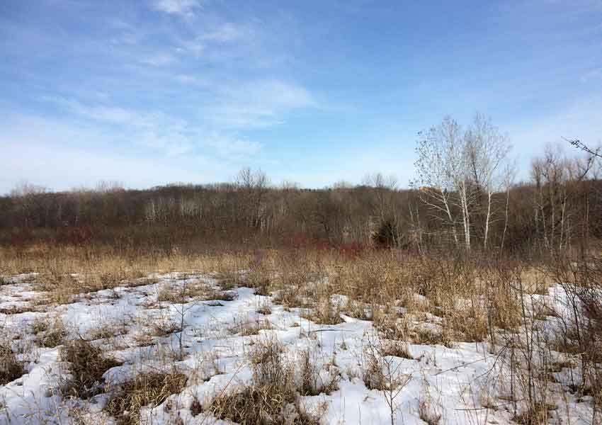 snowy wetland area along a wooded horizon in the early spring of Maple Grove, Minnesota